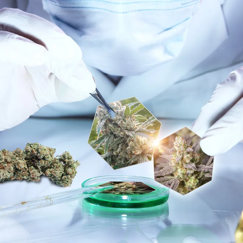 Genetic lineage of cannabis strains