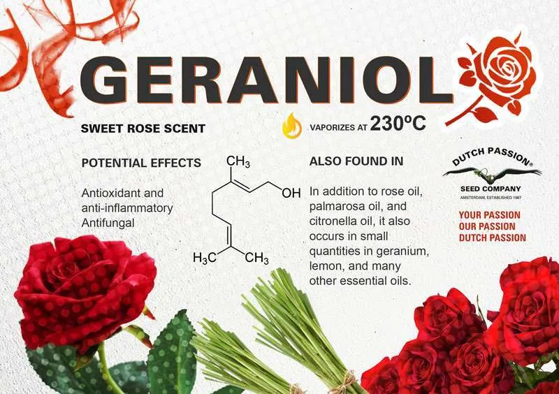 Geraniol terpenes