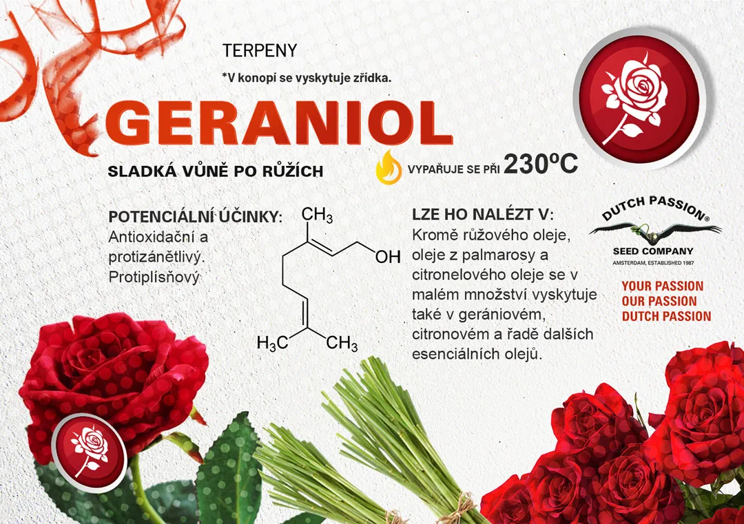 Geraniol Konopne terpeny Vune chu a ucinky