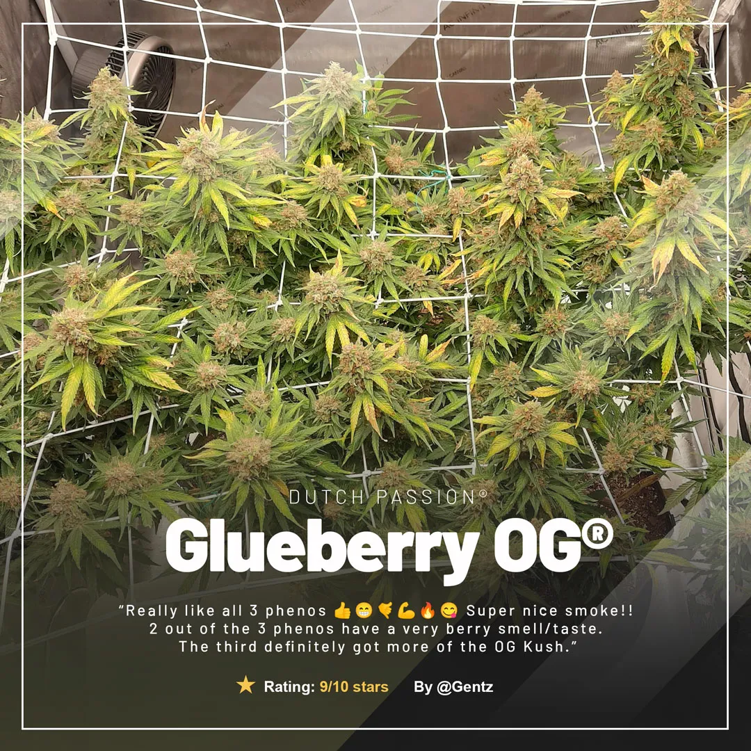 Glueberry-OG-cannabis-plant-in-scrog-net-dutch-passion-feminised-seeds
