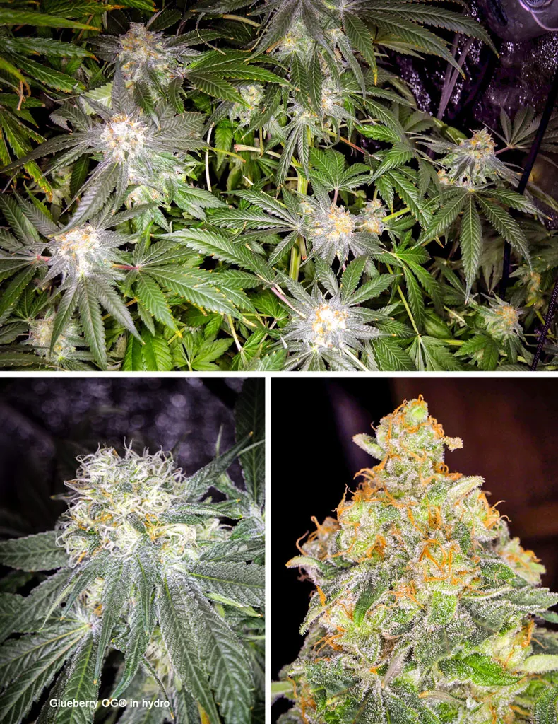 Glueberry OG hydro grow