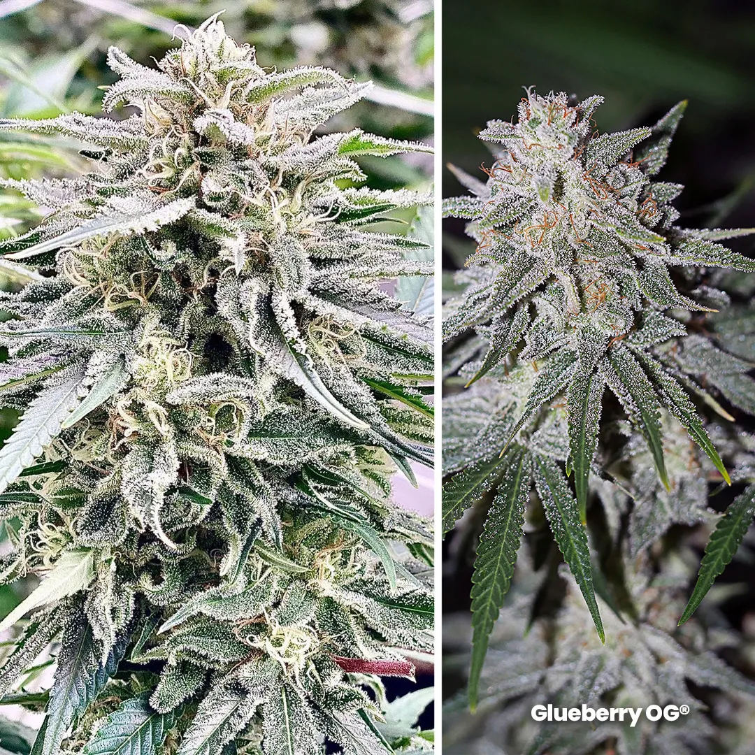 Glueberry-OG-dutch-passion-cannabis-seeds