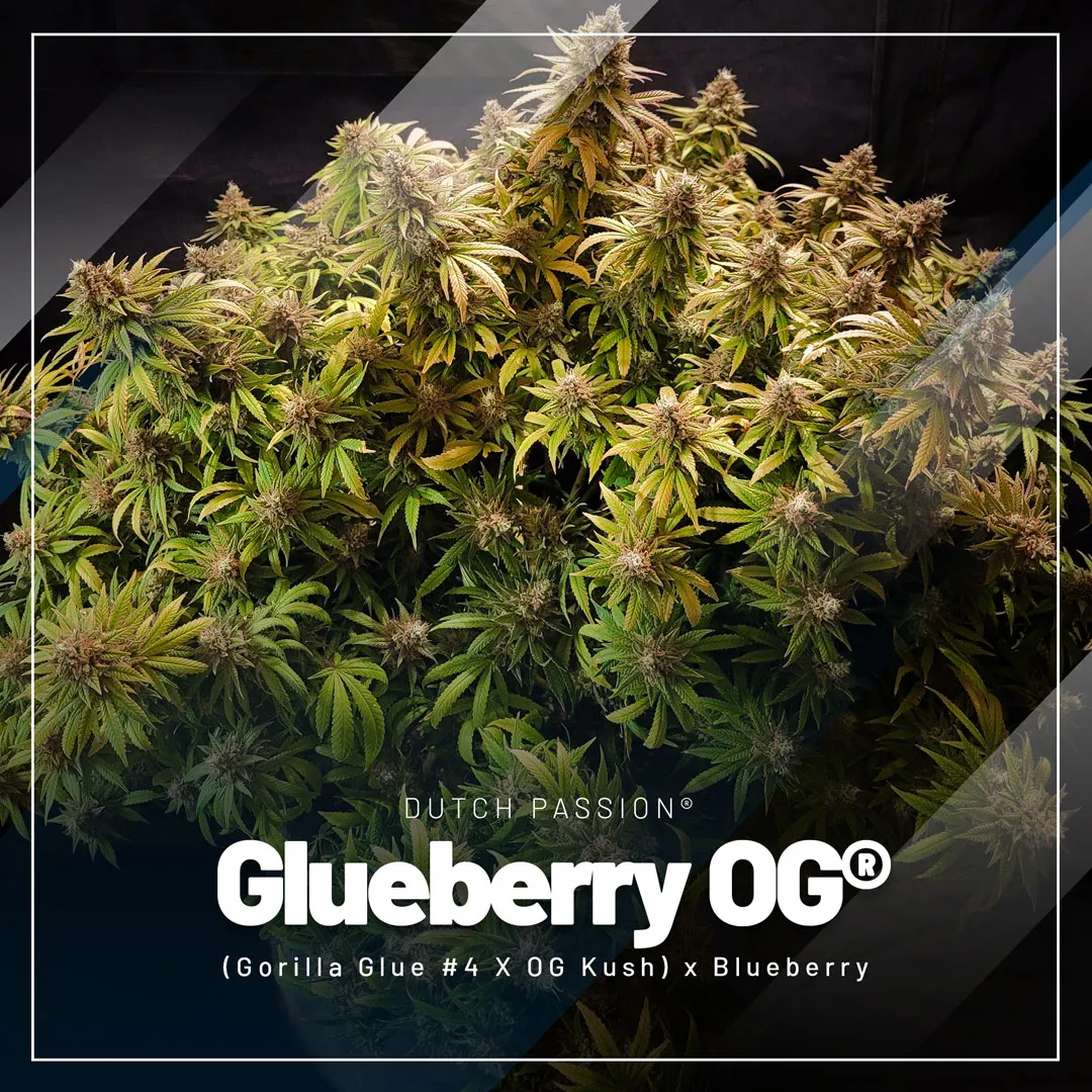Glueberry-OG-dutch-passion-seed-company-online-cannabis-seeds