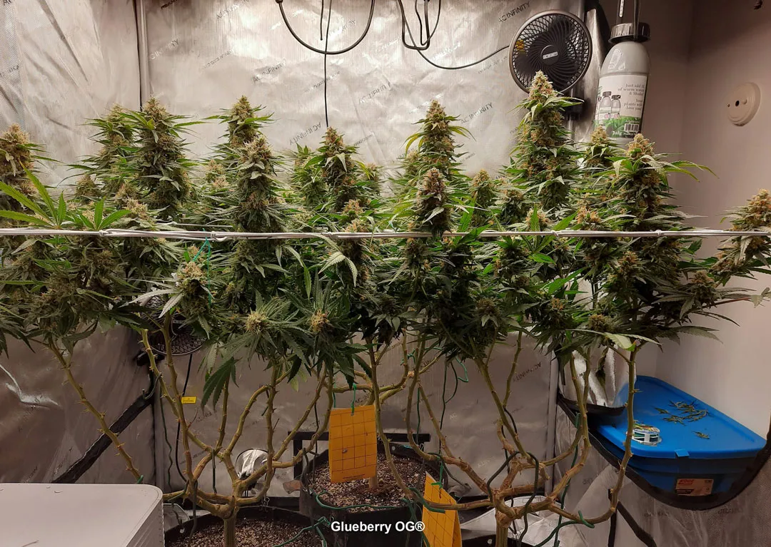 Glueberry-OG-frosty-cannabis-plant-training