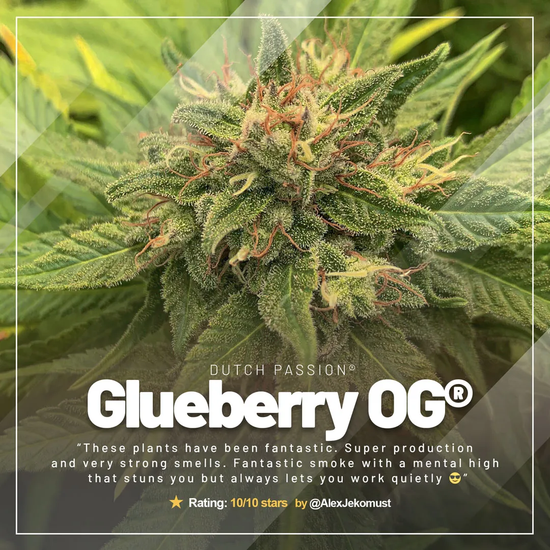 Glueberry-OG-growdiaries-grows-of-the-month