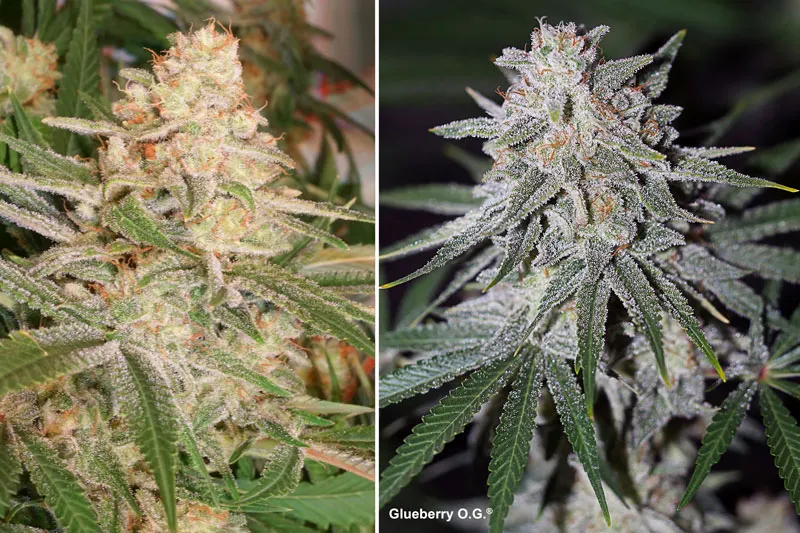 Dutch Passion Glueberry O.G.
