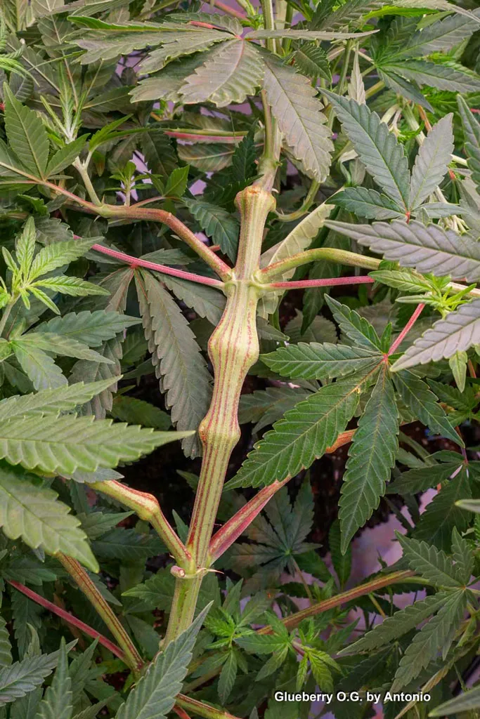 Glueberry-OG-supercropping-technique-big-stem-strong-sturdy-branch(