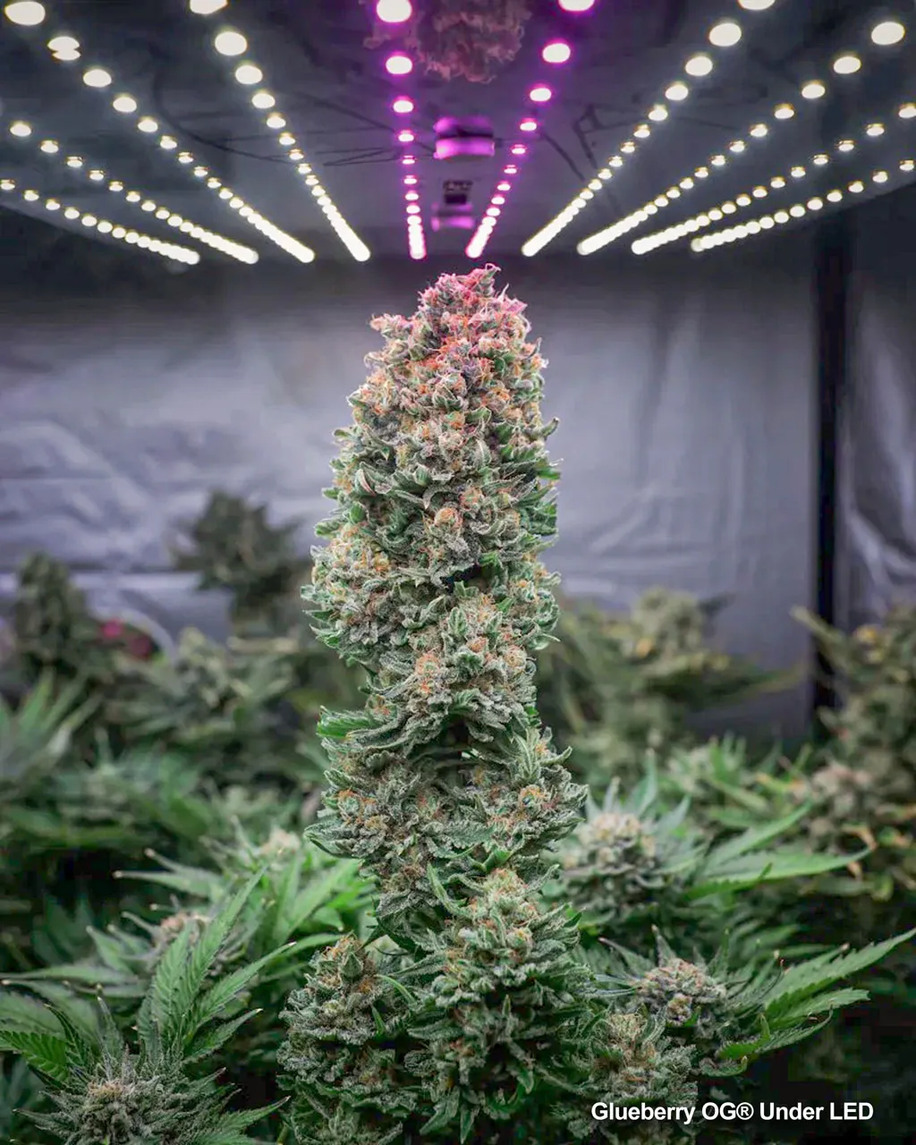 Glueberry-OG-under-led-lights-trichomes-ripening