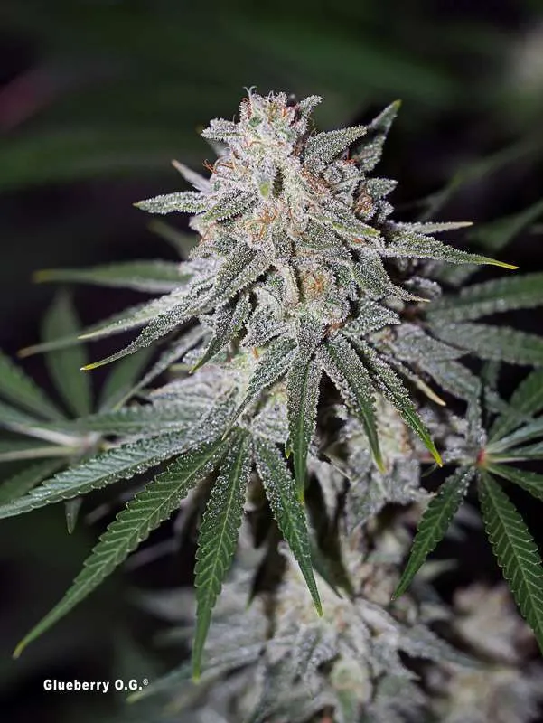 Dutch Passion Glueberry OG