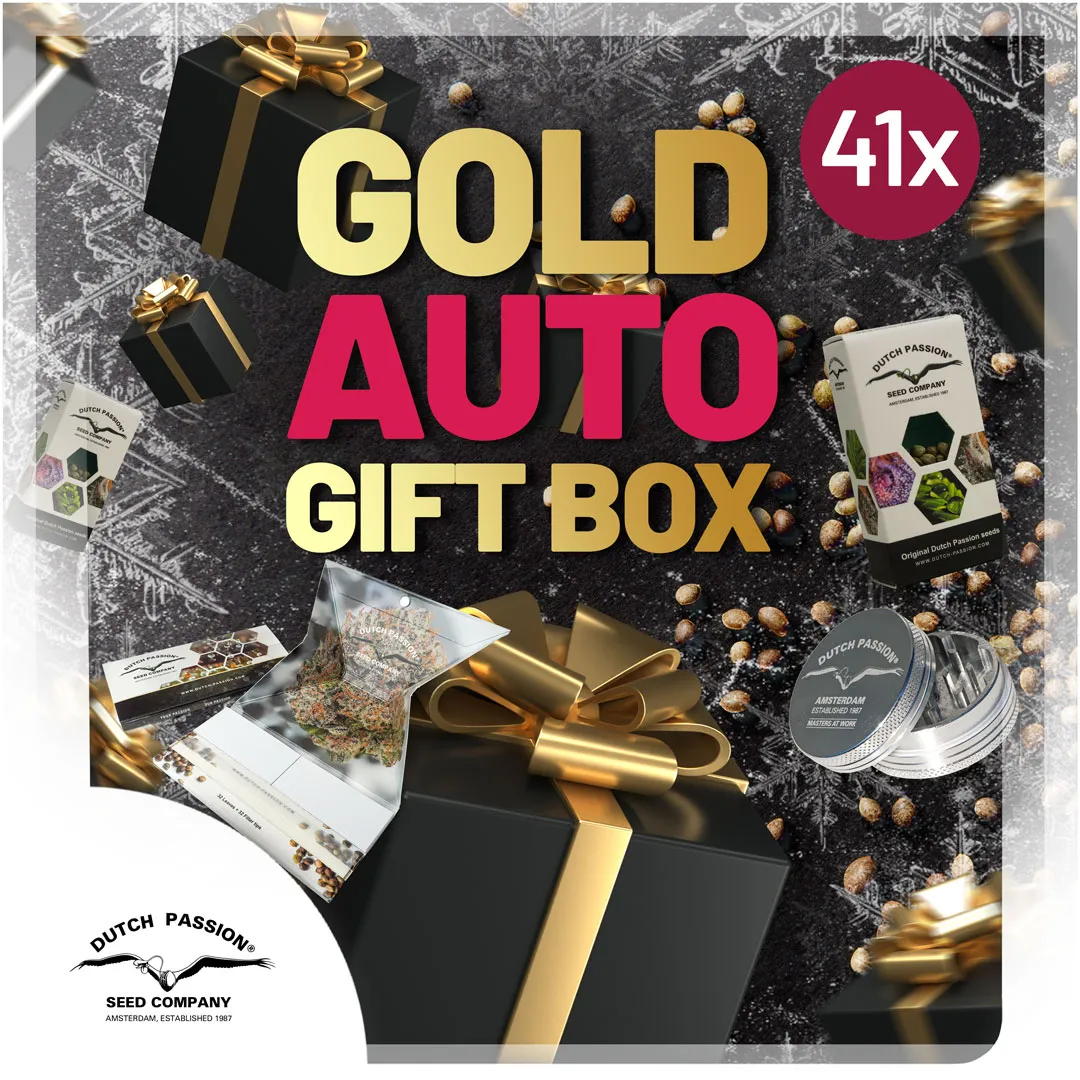 Gold-autoflower-box-discount-christmas-cannabis-seeds