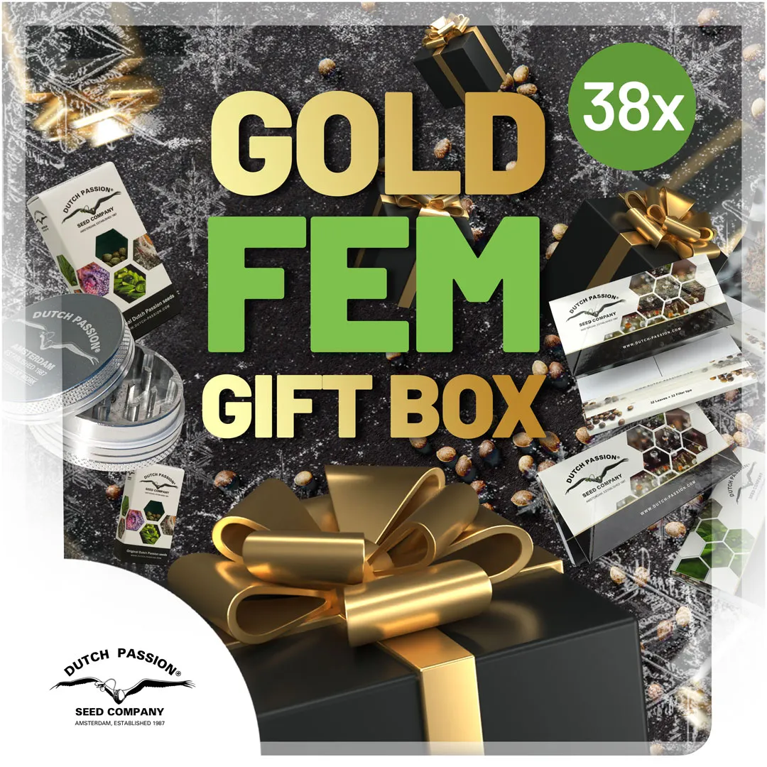 Gold-feminised-box-discount-christmas-cannabis-seeds