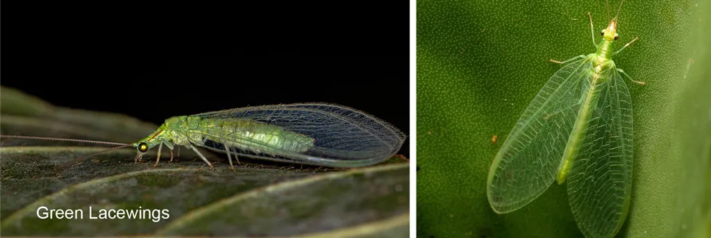 Green-Lacewings-insect-killer-bugs-for-your-cannabis-garden