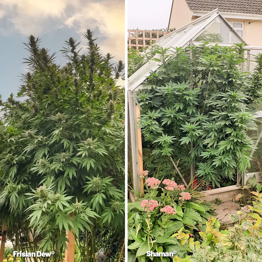 Grow-mould-resistant-cannabis-strains
