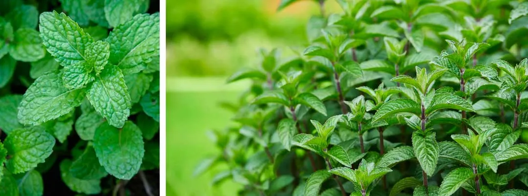 Grow-some-Peppermint-to-deter-pests-from-cannabis