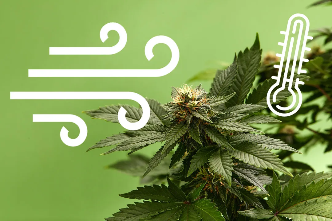 Grow-temperature-and-the-effects-on-cannabis-buds