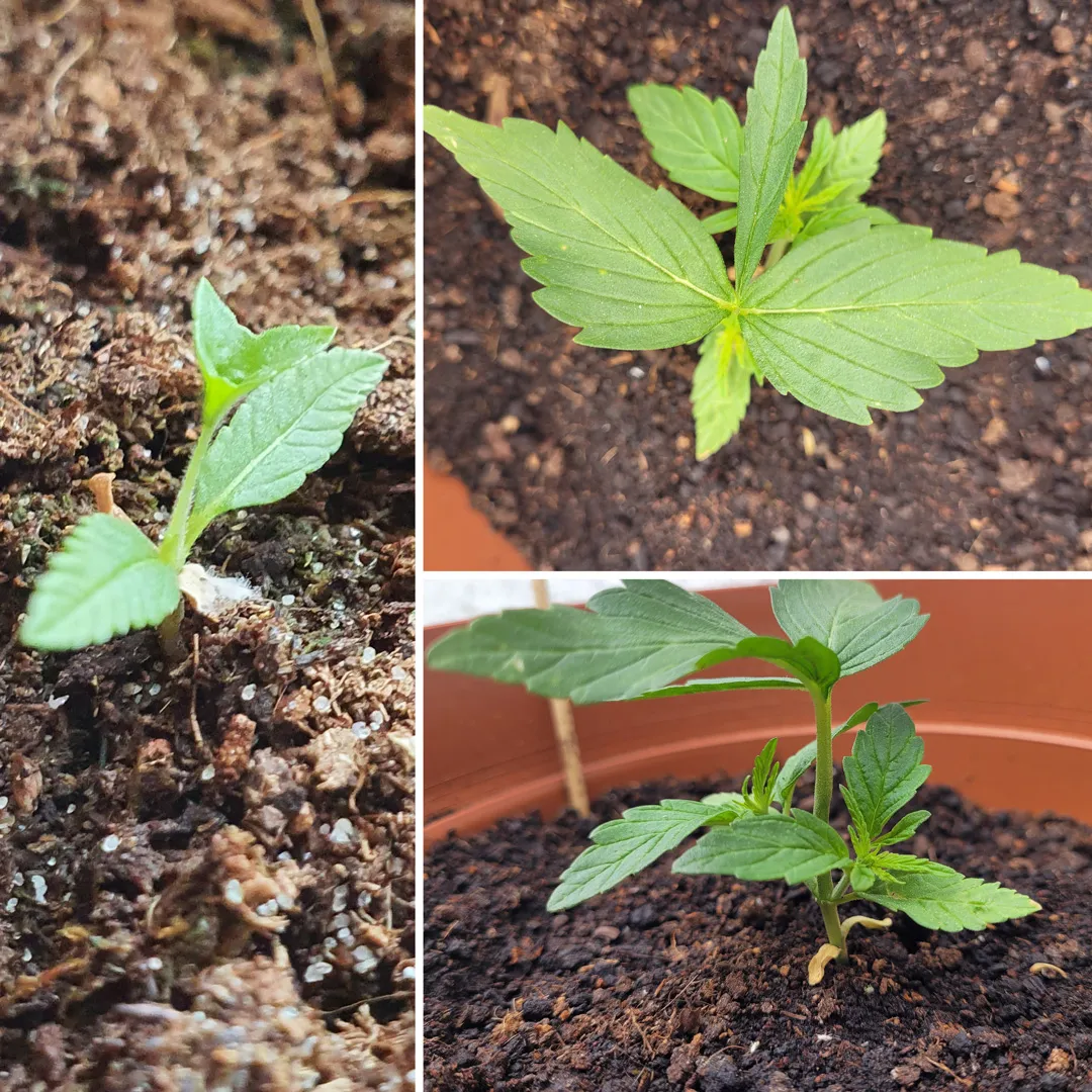 Grow-tip-missing-from-cannabis-seedling-mutation