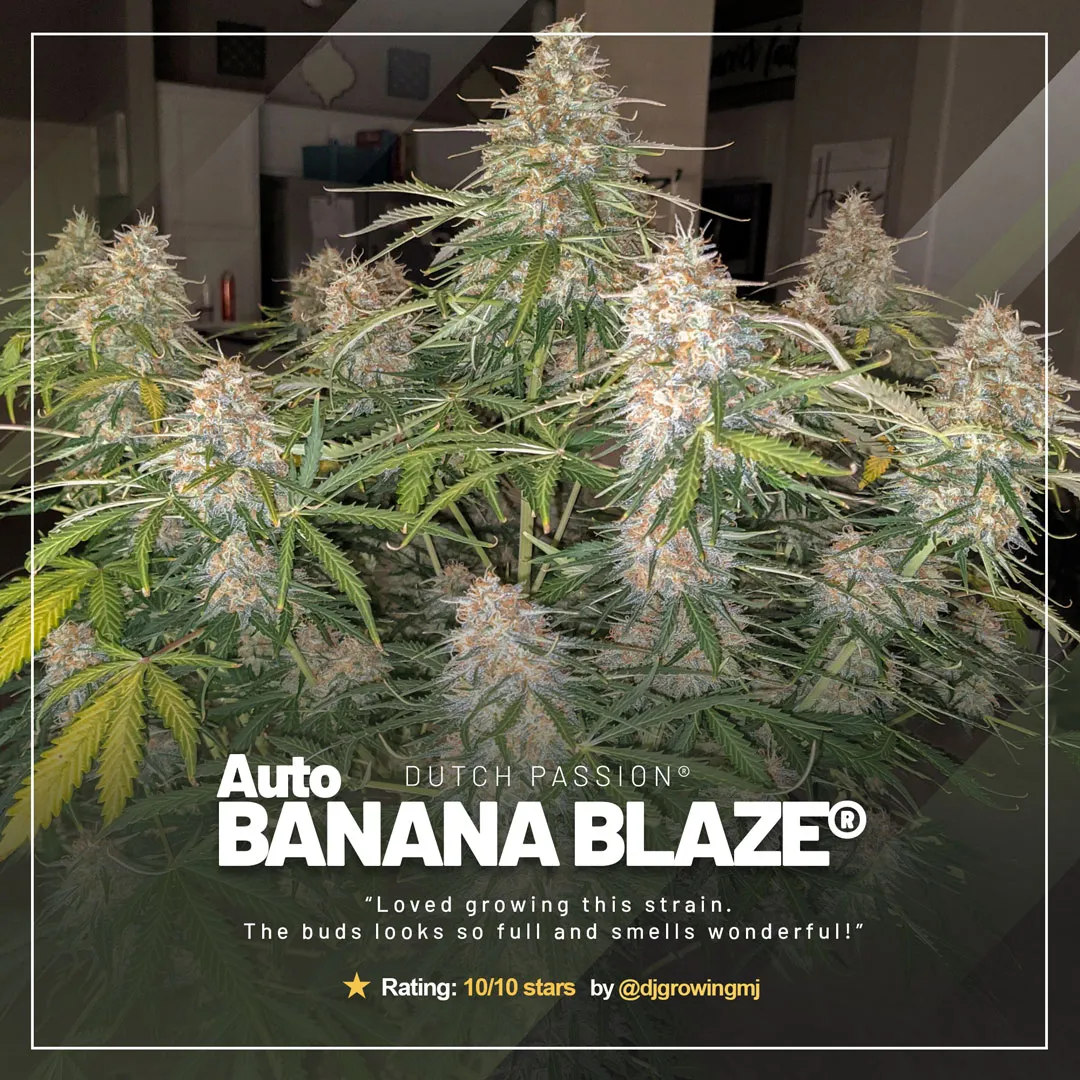 Auto Banana Blaze by @djgrowingmj