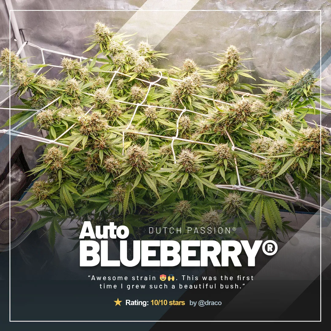 Auto Blueberry by @draco, indoor LED grow with 200g harvest