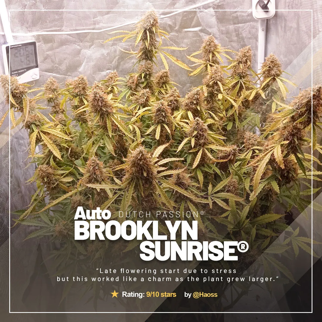 Auto Brooklyn Sunrise by @Haoss