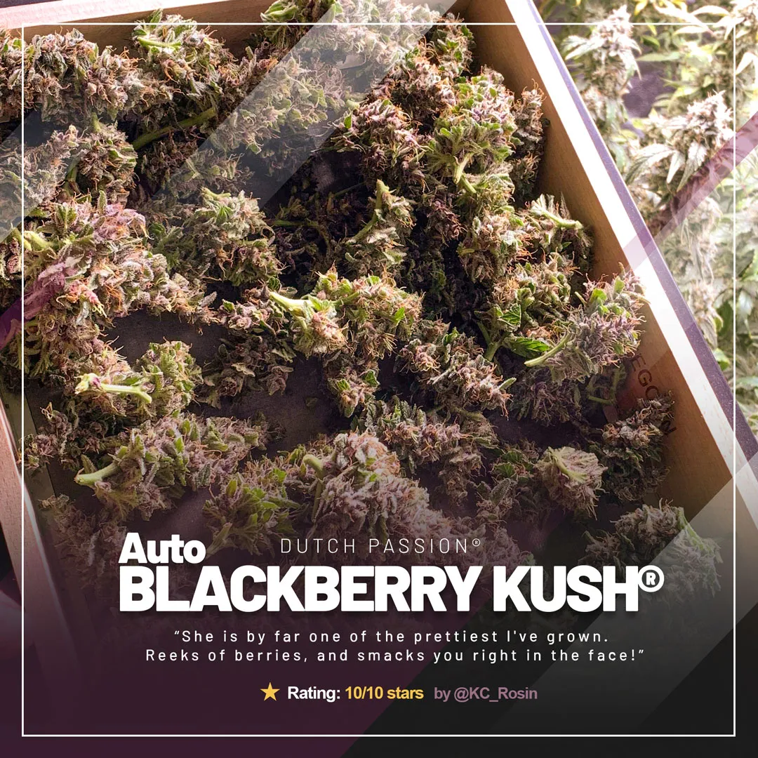 Auto Blackberry Kush by @KC_Rosin, long sticky blooms and sensational looking buds
