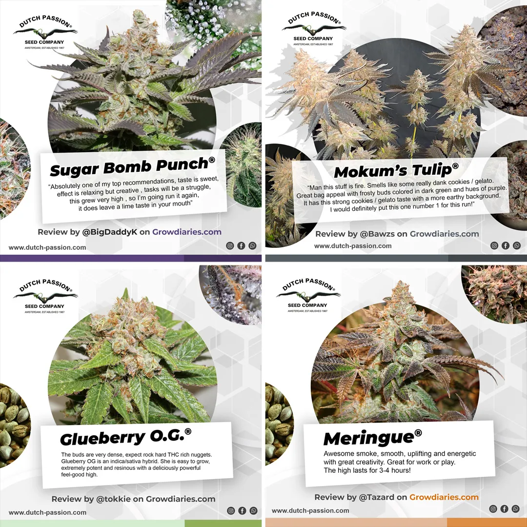 Reviews about Dutch Passion seeds