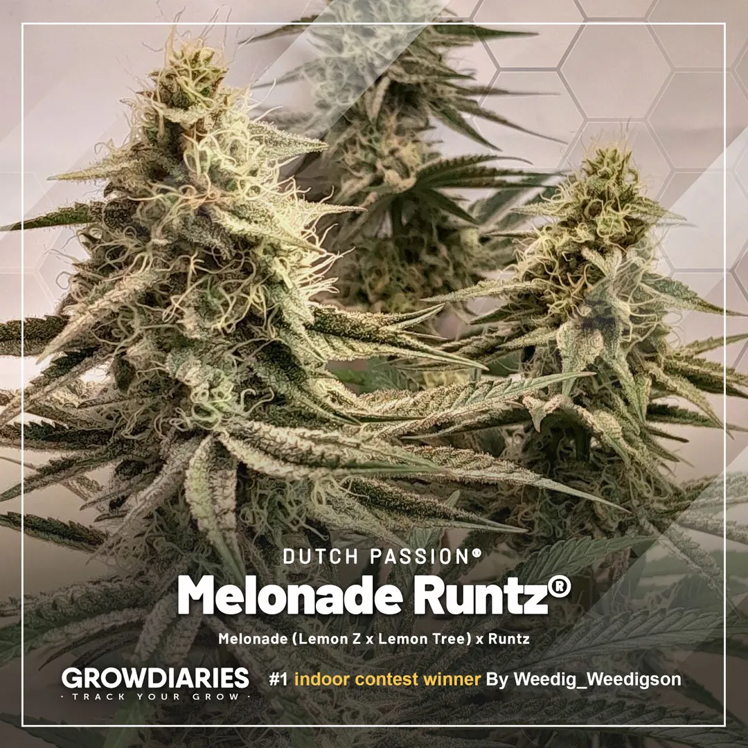 Growdiaries-winners-blog-nr1-Melonade-Runtz