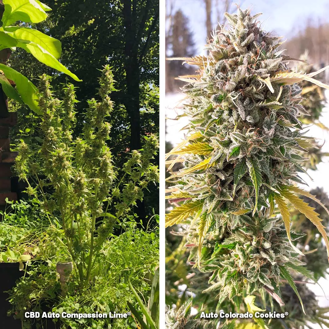 Growing-autoflowers-all-year-in-summer-or-winter