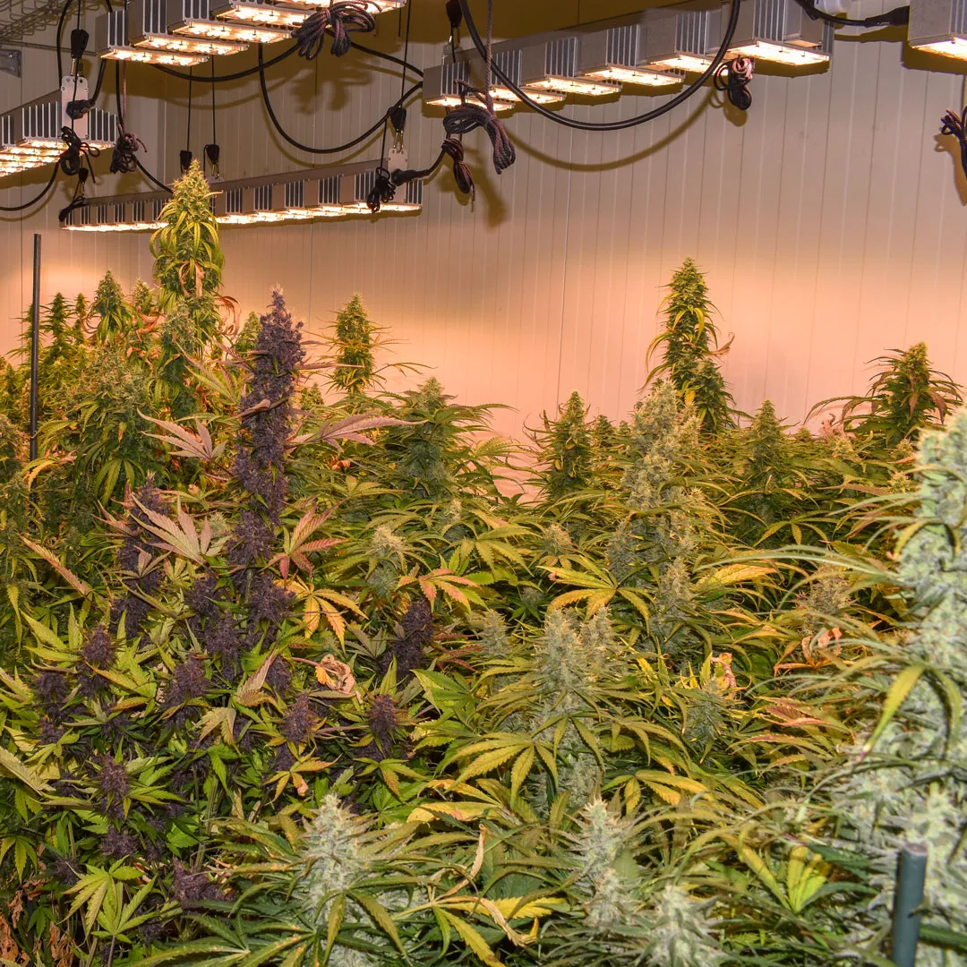 Growing-different-cannabis-strains-together