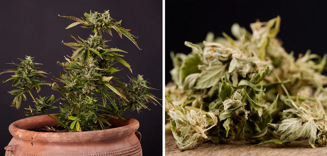 HLV-may-show-stunted-growth-brittle-stems-smaller-leaves-short-internode-distances