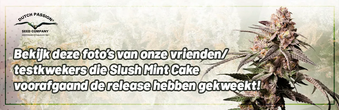 Header-Slush-Mint-Cake-Grown-by-Testgrowers