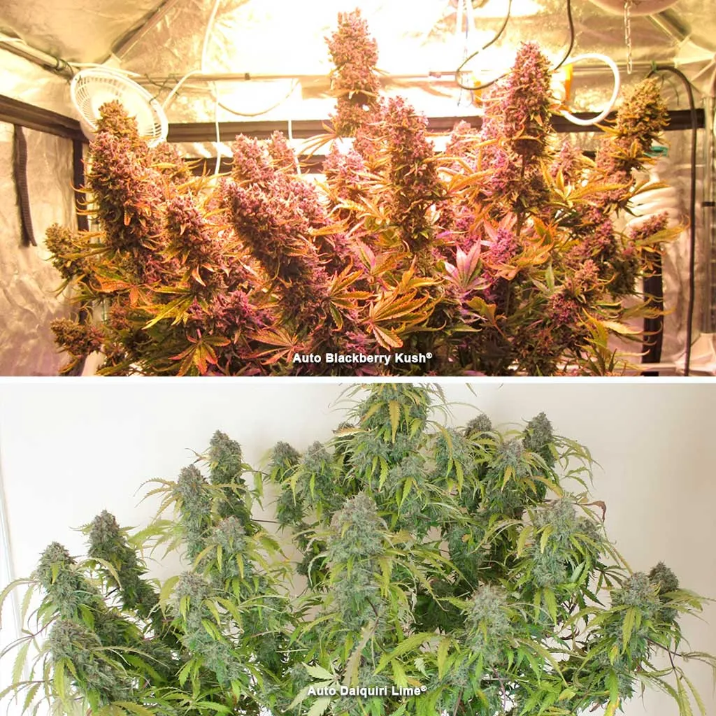 Heavy yielding modern autoflowers