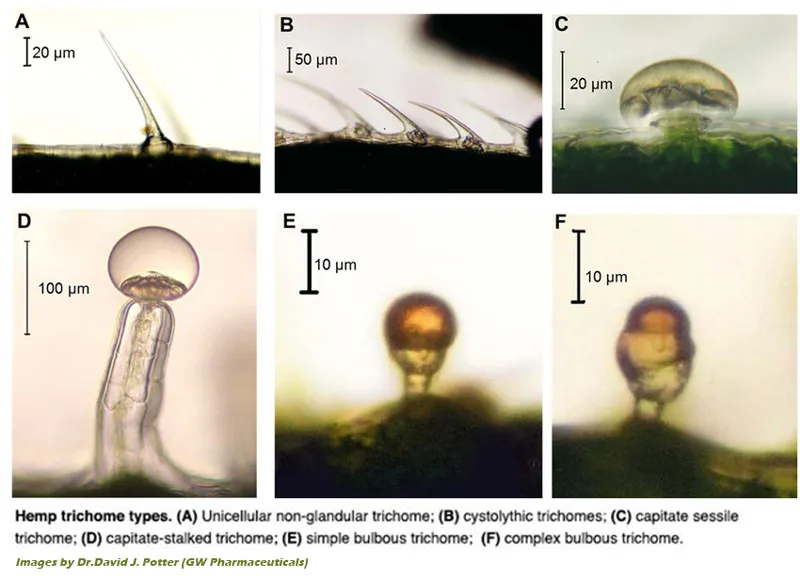 Different types of trichomes found in cannabis