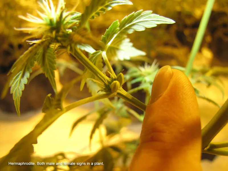 Hermaphrodite cannabis plant signs