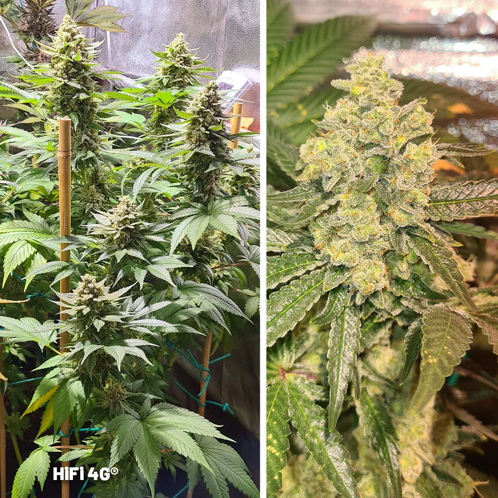 HiFi-4G-super-indica-variety-by-dutch-passion