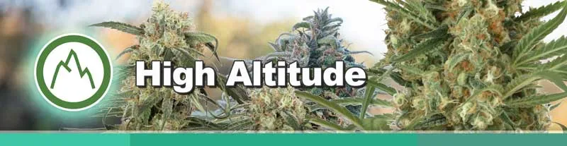 Dutch Passion High Altitude cannabis seeds