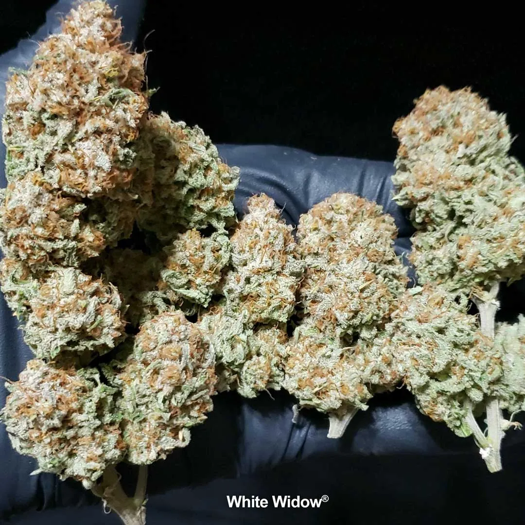 High-THC-in-White-widow-cannabis-variety-original
