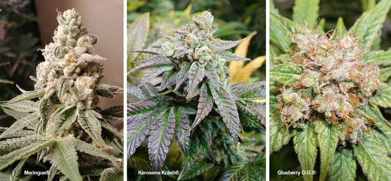 Three high THC varieties from Dutch Passion