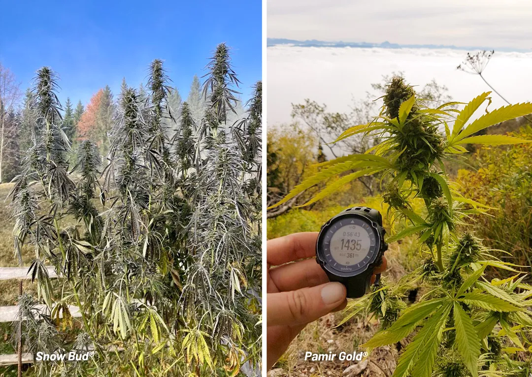 High-altitude-strain-growing-at-great-heights_1