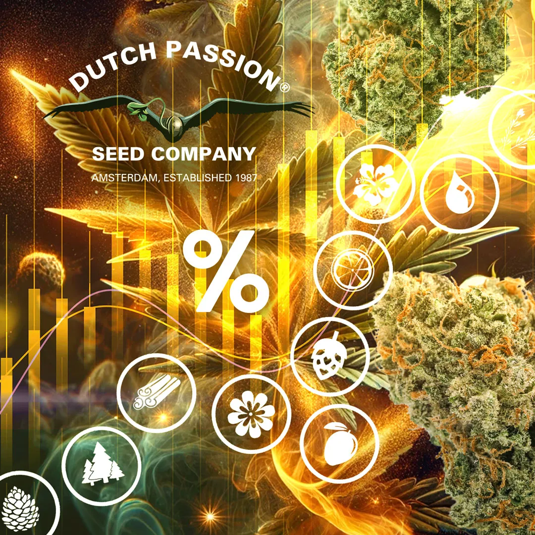 Highest-terpenes-main-blog-image-IG-versie