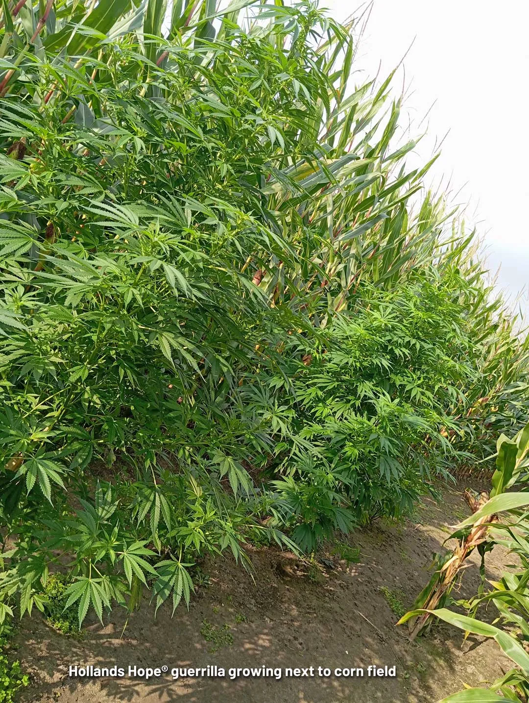 Hollands-hope-cannabis-plant-growing-next-to-corn-field
