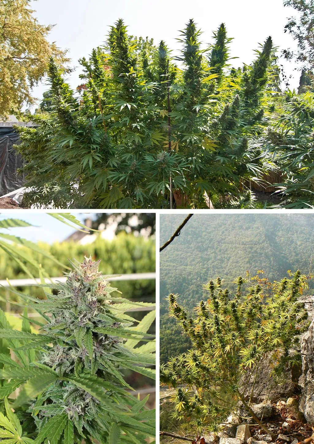 Hollands-hope-outdoor-high-altitude-mountain-cannabis
