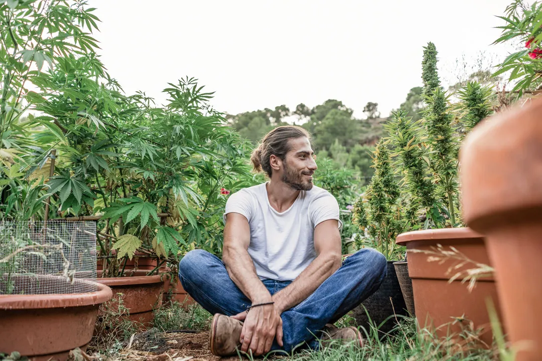 Home growing cannabis in Argentina