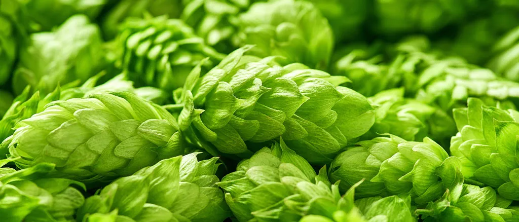 Hops-as-replacements-for-tabacco-in-cannabis-joints