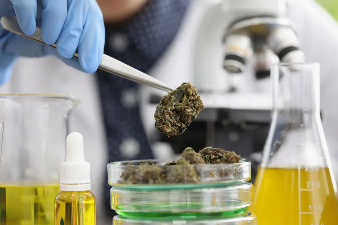 How-do-triploid-cannabis-genetics-work