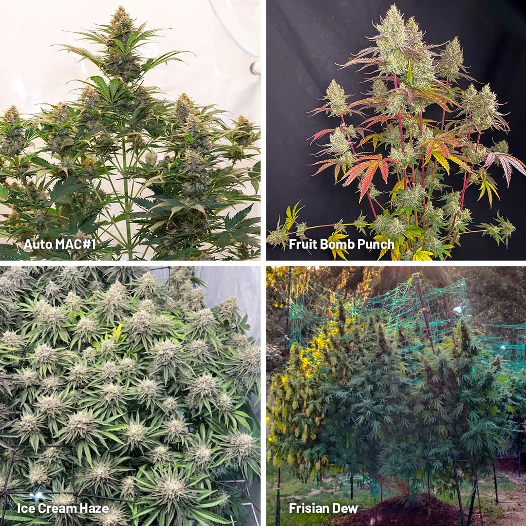 How many buds are on my cannabis plants