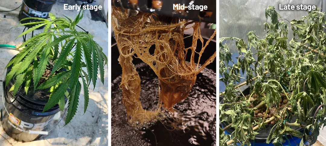 How to identify root rot when growing cannabis in deep water culture