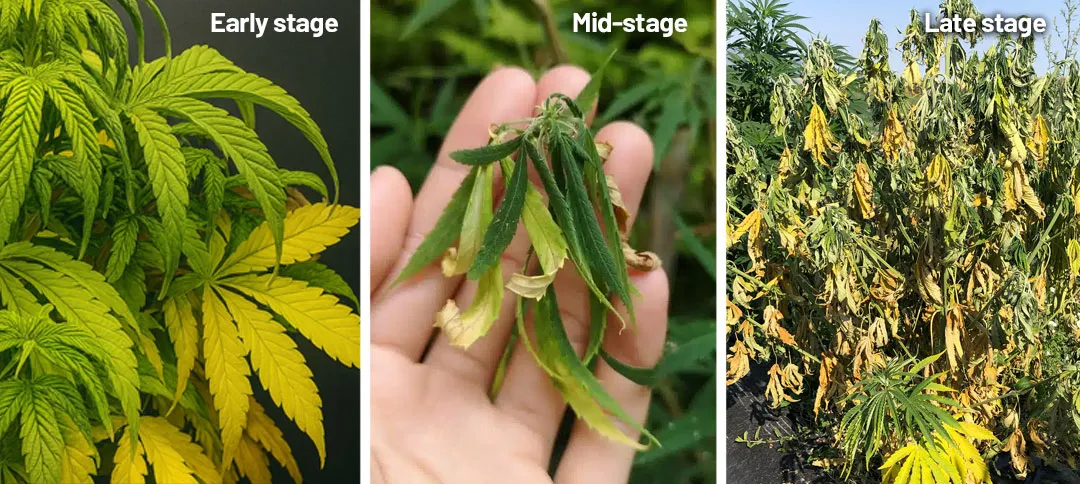 How to identify root rot when growing cannabis in soil