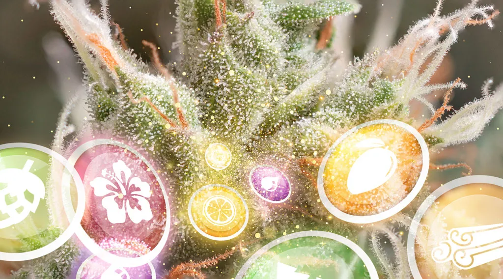 How to increase terpene levels