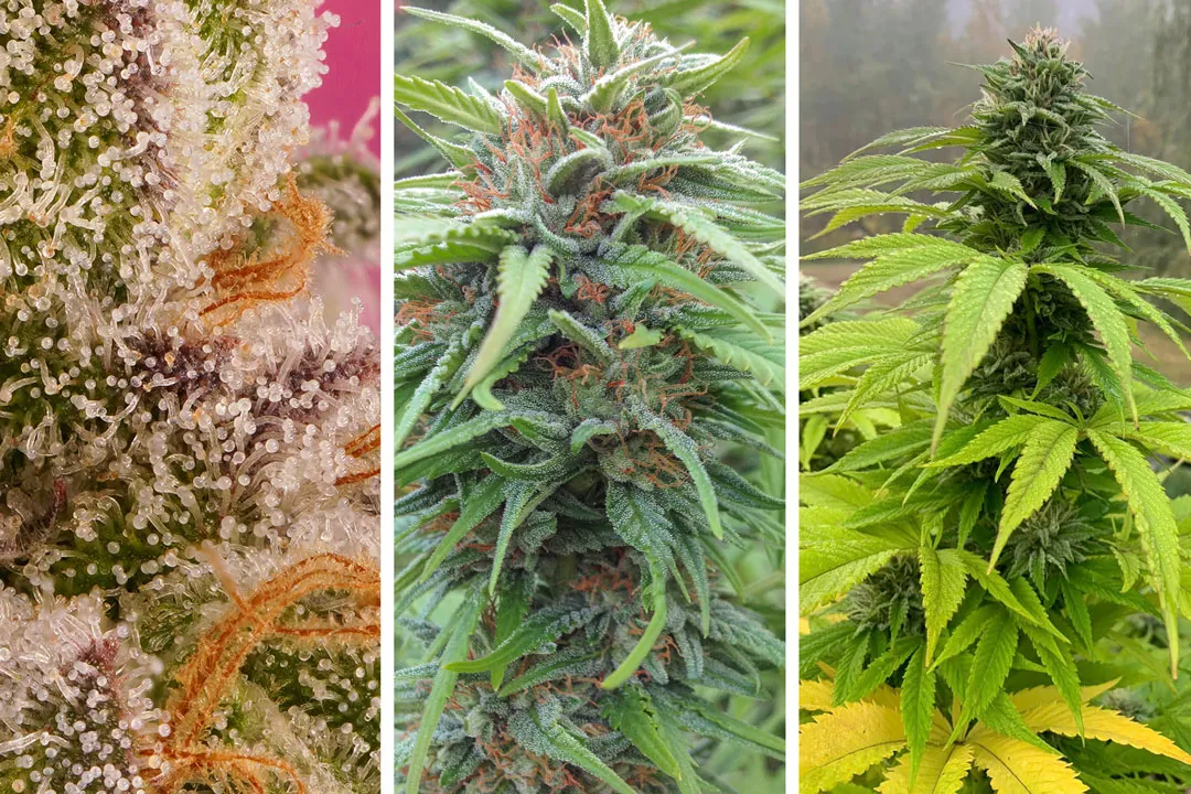 How-to-know-when-cannabis-is-ready-to-harvest_1