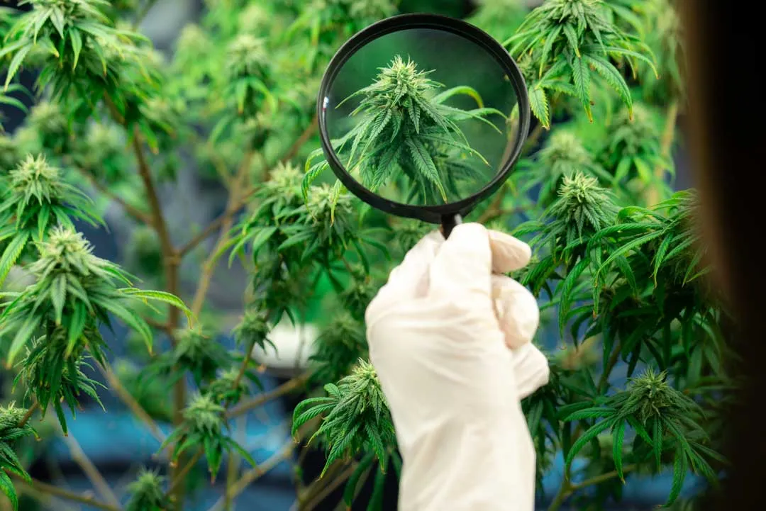 How-to-recognise-cannabis-grown-with-PGR